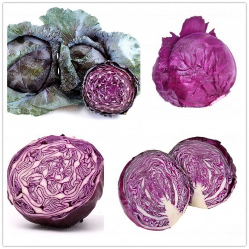 100Pcs/Bag Purple Cabbage Plant Bonsai Vegetable High-Quality For Home Garden