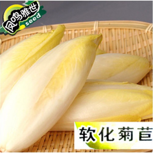 Hot soften chicory seeds vegetable 100 seeds