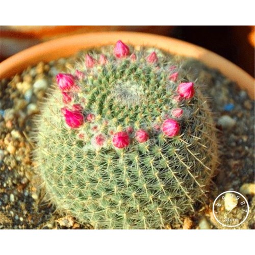 100pcs Ball Cactus Flowers Cactus Rare Plant Seeds